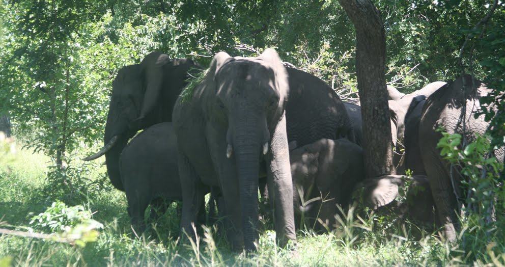 Elephants in the park