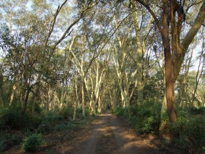 Fevertrees in Nyala Park