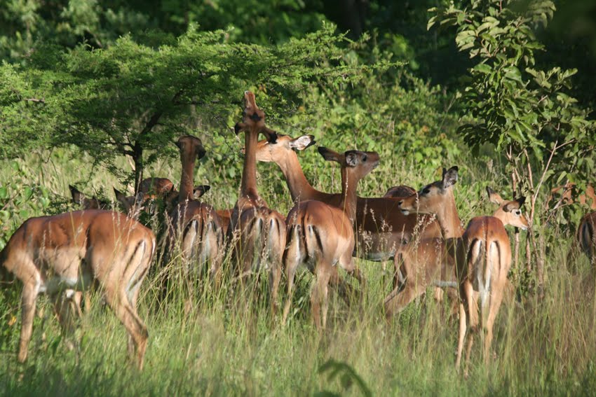 Impala