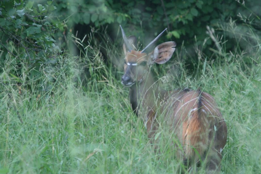 Nyala Female