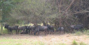 Nyala Park