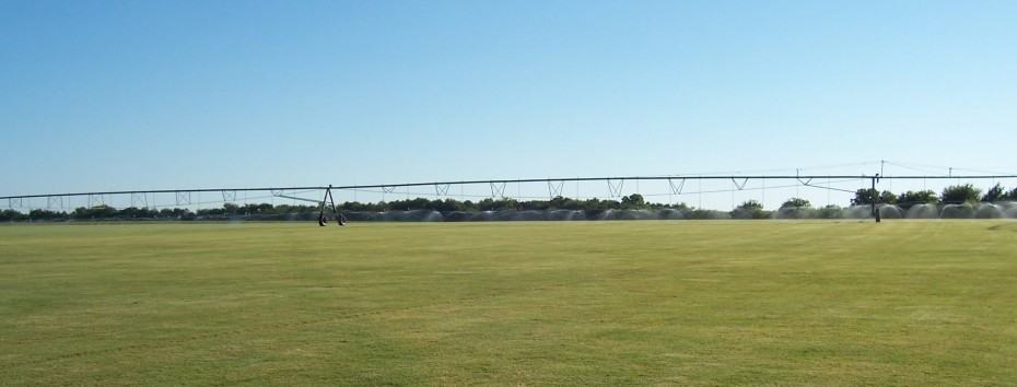 Celebration Bermuda Grass