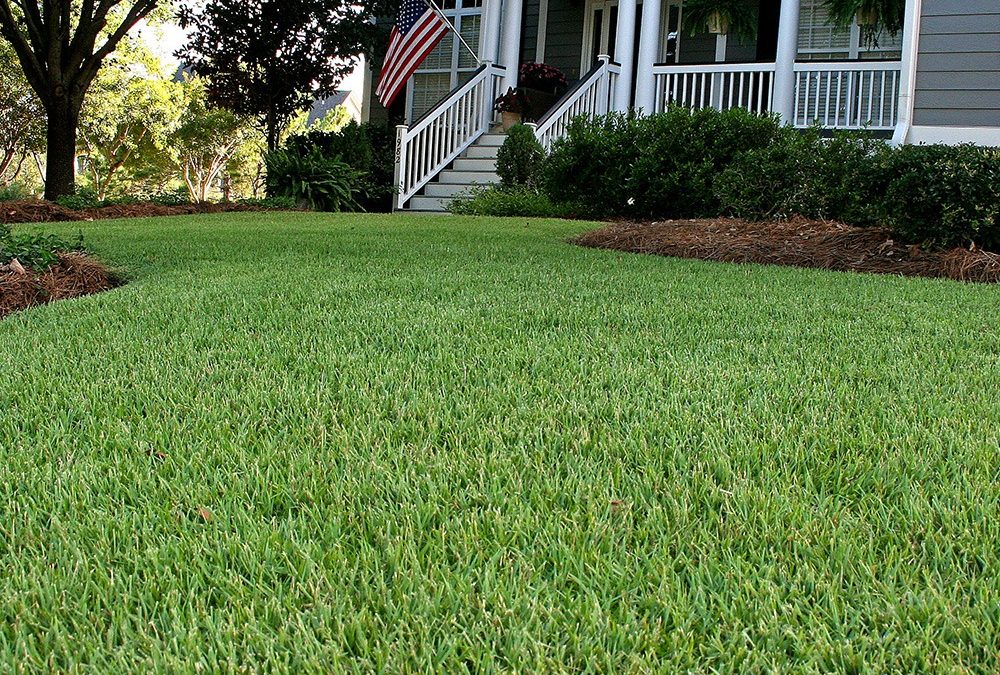 Zoysia Grass