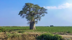 This is a Baobab tree. We see a lot of these around and some of them are big enough that if you would cut a hole in the middle you could drive your car though them.