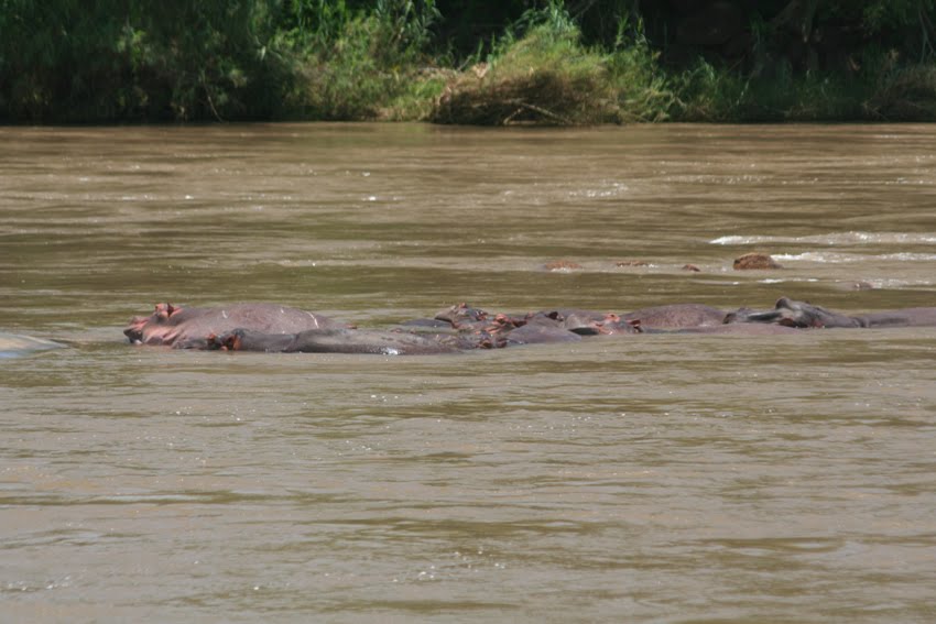 Hippos in the Shire River