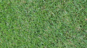 Bermuda turf grass