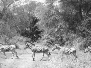 Zebras in Nyala Park